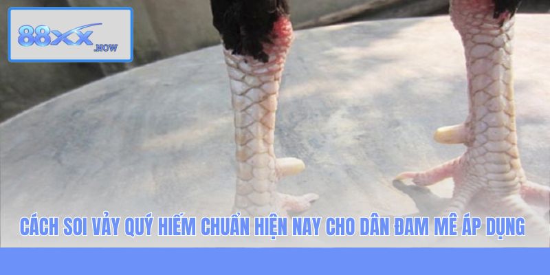 Cách soi vảy quý hiếm chuẩn hiện nay cho dân đam mê áp dụng