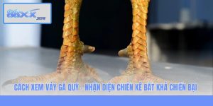 Cách Xem Vảy Gà Quý - Nhận Diện Chiến Kê Bất Khả Chiến Bại