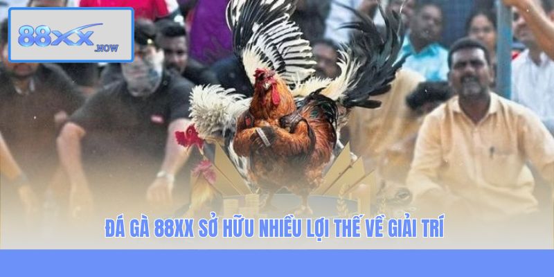 Đá gà 88XX  sở hữu nhiều lợi thế về giải trí