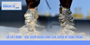 Gà Vảy Rồng - Đặc Điểm Ngoại Hình Của Chiến Kê Dũng Mãnh