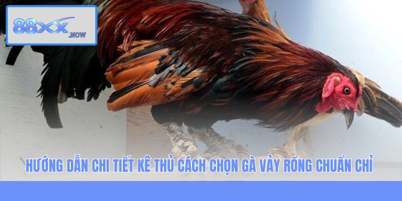 Hướng dẫn chi tiết kê thủ cách chọn gà vảy rồng chuẩn chỉ